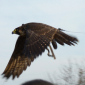 Falco Peregrinus