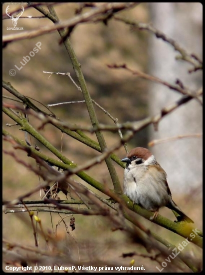 Passer Montanus