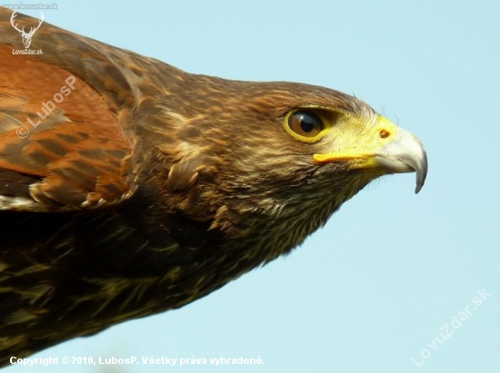 Parabuteo Unicinctus