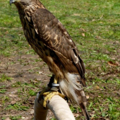 accipiter gentilis