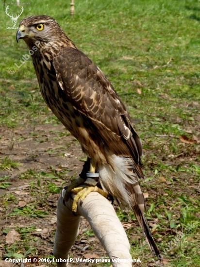 accipiter gentilis