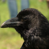 Corvus Corax