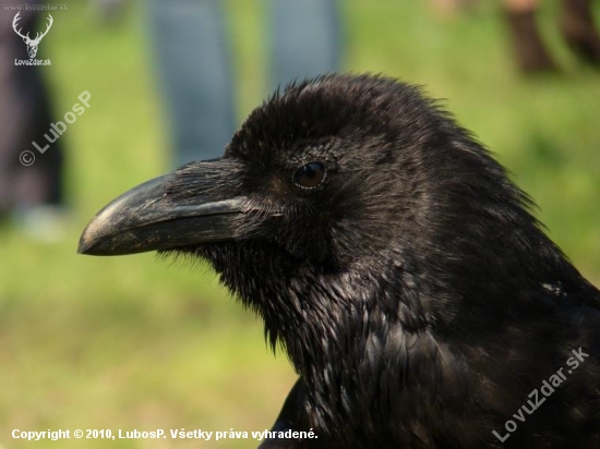 Corvus Corax