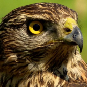 Accipiter Gentilis