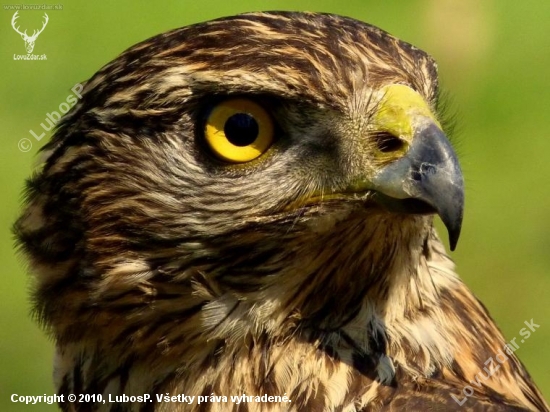 Accipiter Gentilis