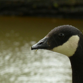 Canadian Goose