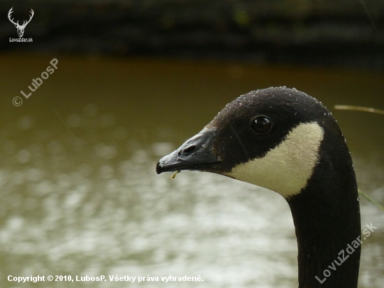 Canadian Goose