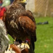 Harris Hawk