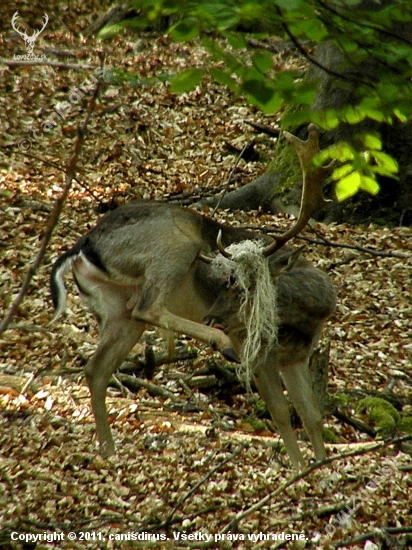 Vlasáč - pokračovanie