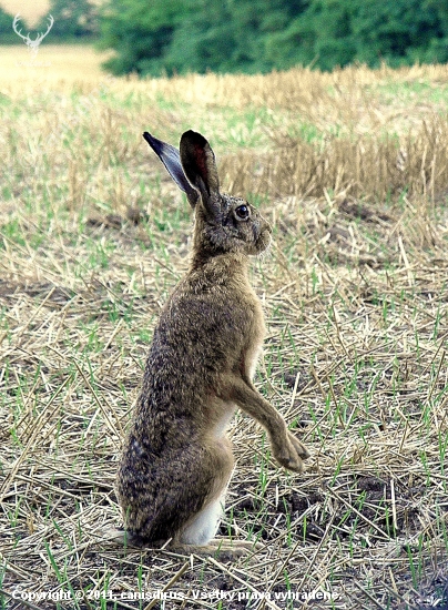 Héééj,medveď ! Vylez von !