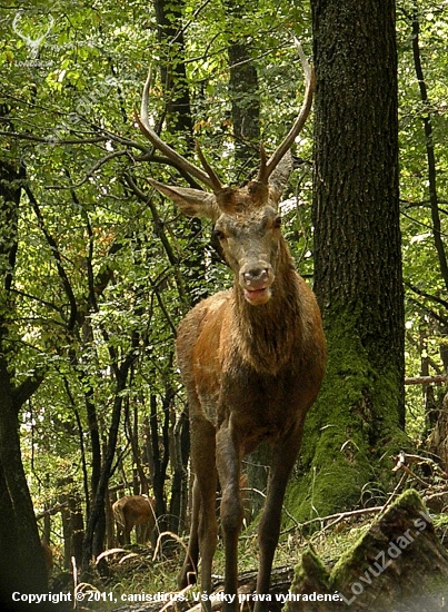 Mladosť-pochabosť-na 4 metre