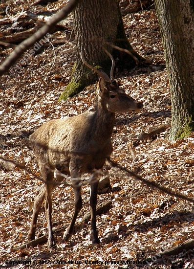 Prechádzkový