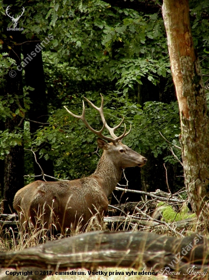 Hľadajúci