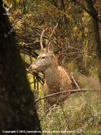 Pánko