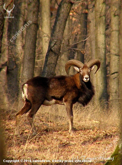 Muflónik