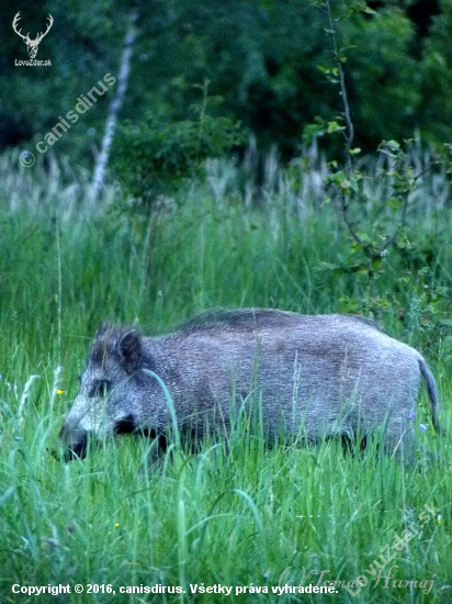 Krochkáčik