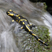 salamandra