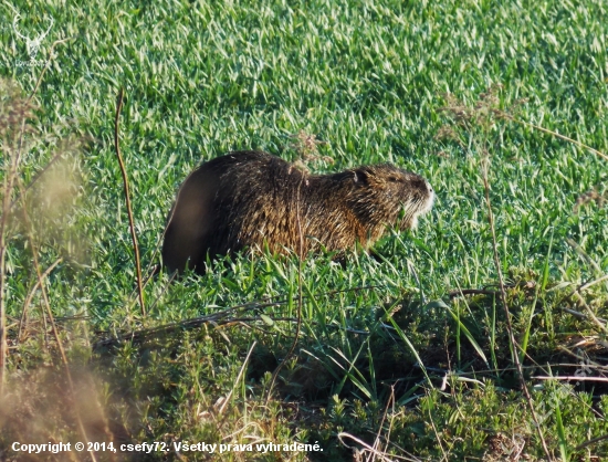 nutria