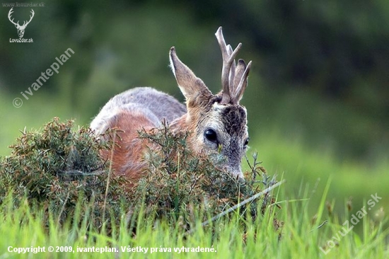 Srnec lesný /Capreolus capreolus/