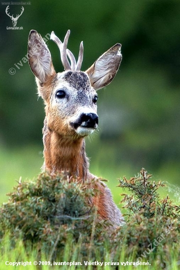 Srnec lesný /Capreolus capreolus/