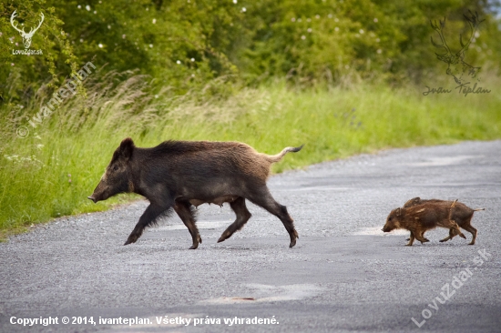 abbey road inak