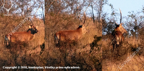 Škodník s jednou šablou