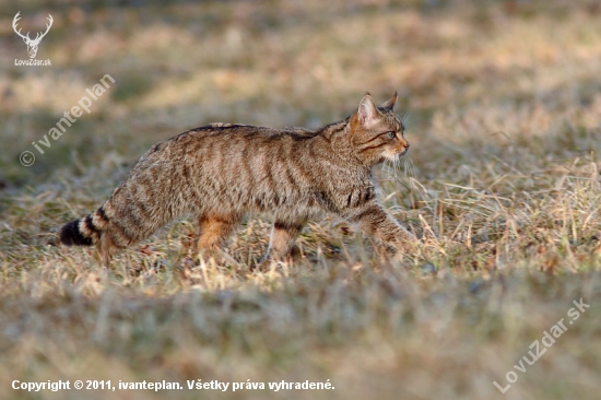 Mačka divá /Felis silvestris/