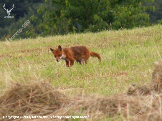 Vulpes vulpes