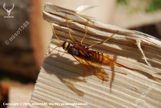 Pílovka veľká- Urocerus gigas