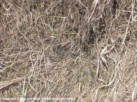 Vipera berus, maskovaná