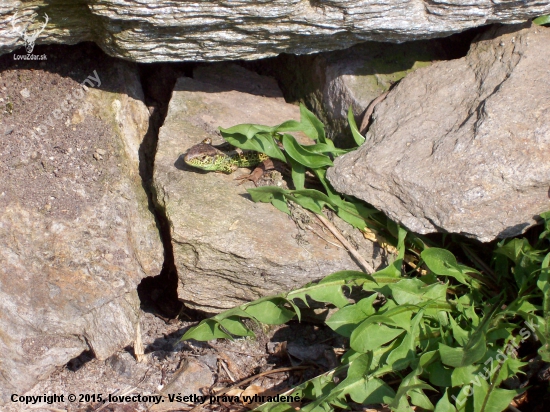 Lacerta agilis ,ještěrka obecná