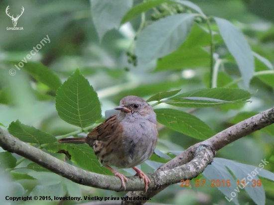 Pěvuška modrá ,Prunella modullaris