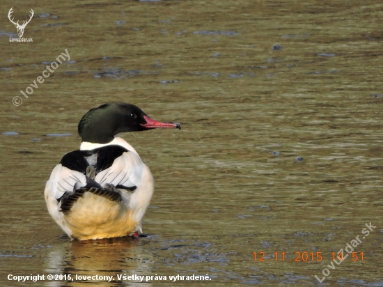 Morčák velký Mergus merganser