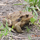 Ropucha obecná Bufo bufo