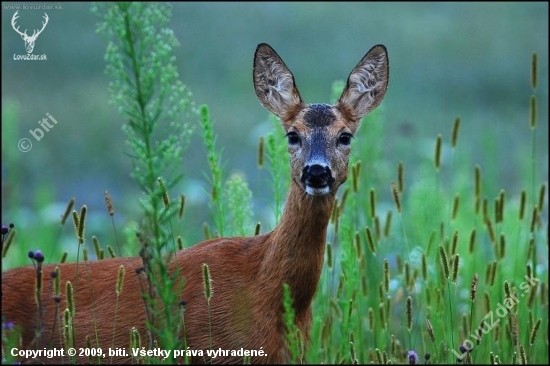 Srna lesná /Capreolus capreolus/