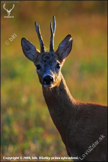 Srnec lesný /Capreolus capreolus/