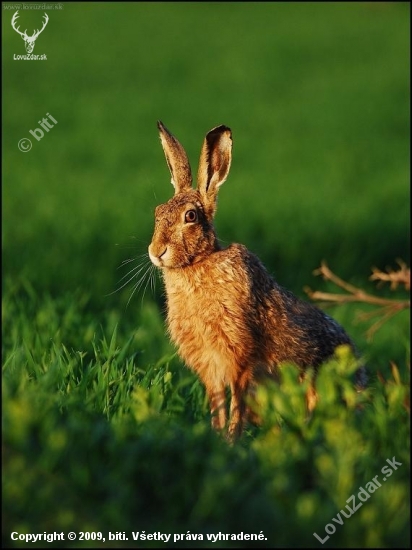 Zajac poľný /Lepus europaeus/