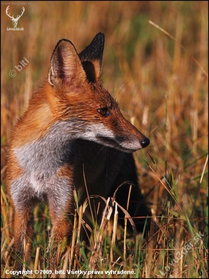 Líška hrdzavá / Vulpes vulpes/