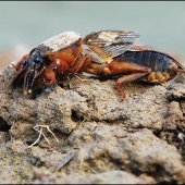 Krtonôžka obyčajná /Gryllotalpa gryllotalpa/