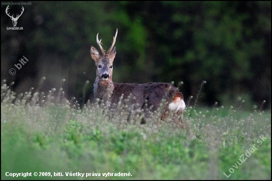 Srnec lesný /Capreolus capreolus/