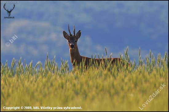 Srnec lesný /Capreolus capreolus/