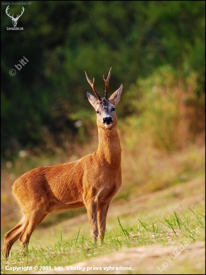 Srnec lesný /Capreolus capreolus/