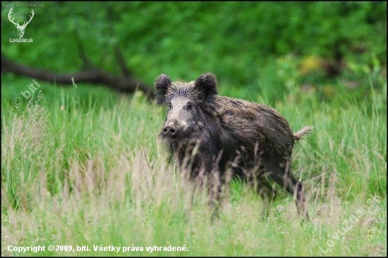 diviak lesný (Sus scrofa)