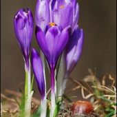 Šafran /Crocus sp./