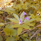 Zubačka žliazkatá ( Dentaria glandulosa )