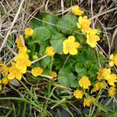 Zaruzlie mociarne ( Caltha palustris )