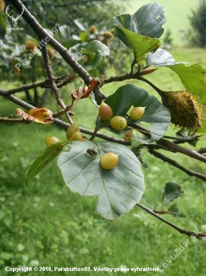 Fagus sylvatica