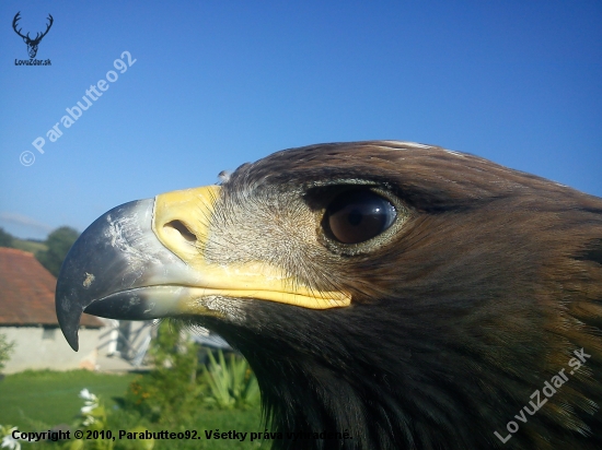 Aquila chrysaetos