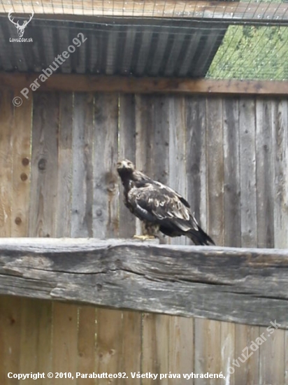 Aguila heliaca