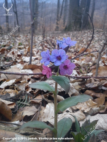 Pľúcnik lekársky - Pulmonaria officinalis